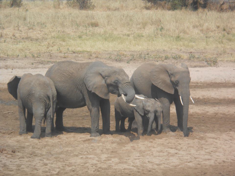 Dan on safari